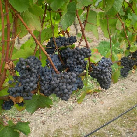 Gisborne Peak Winery Short Term Stays Zewnętrze zdjęcie