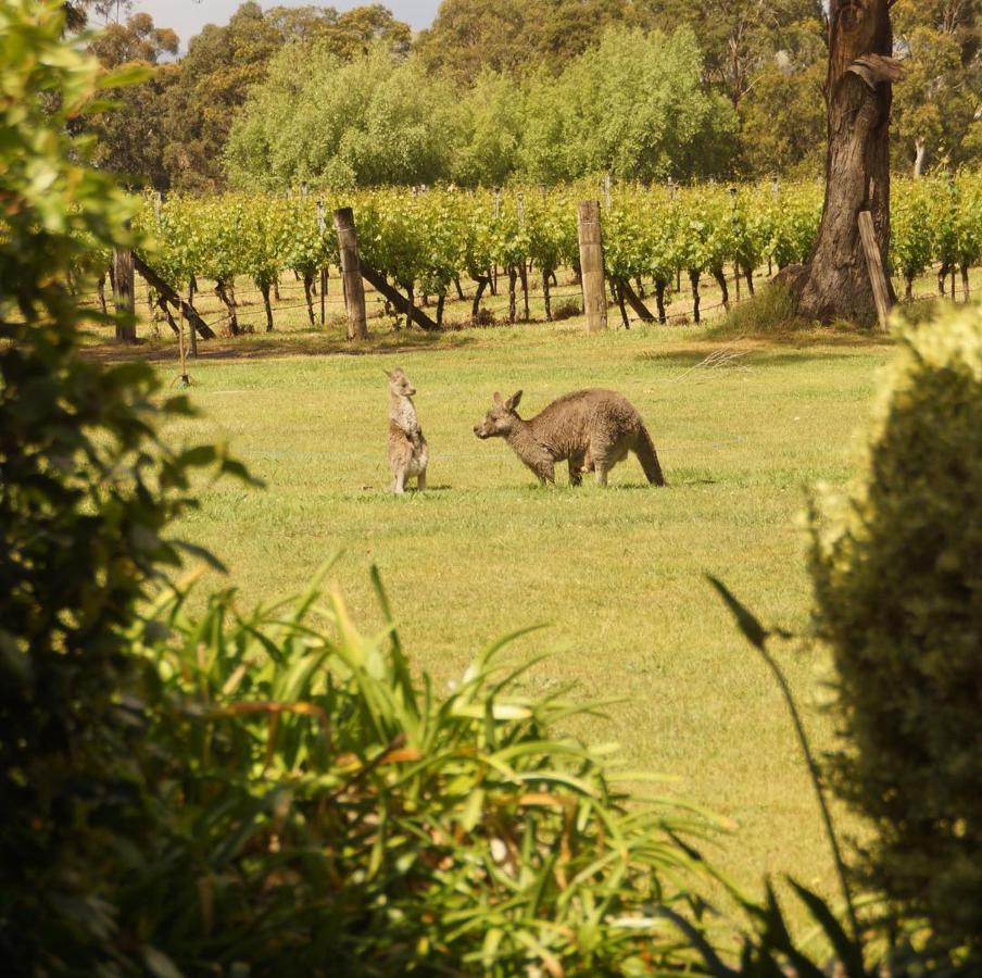 Gisborne Peak Winery Short Term Stays Zewnętrze zdjęcie