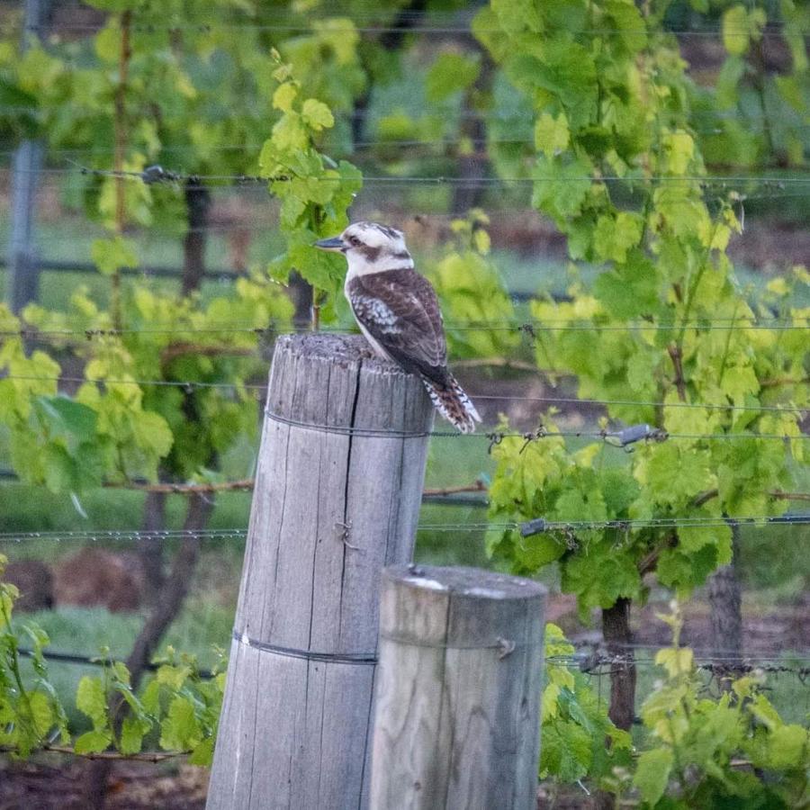Gisborne Peak Winery Short Term Stays Zewnętrze zdjęcie