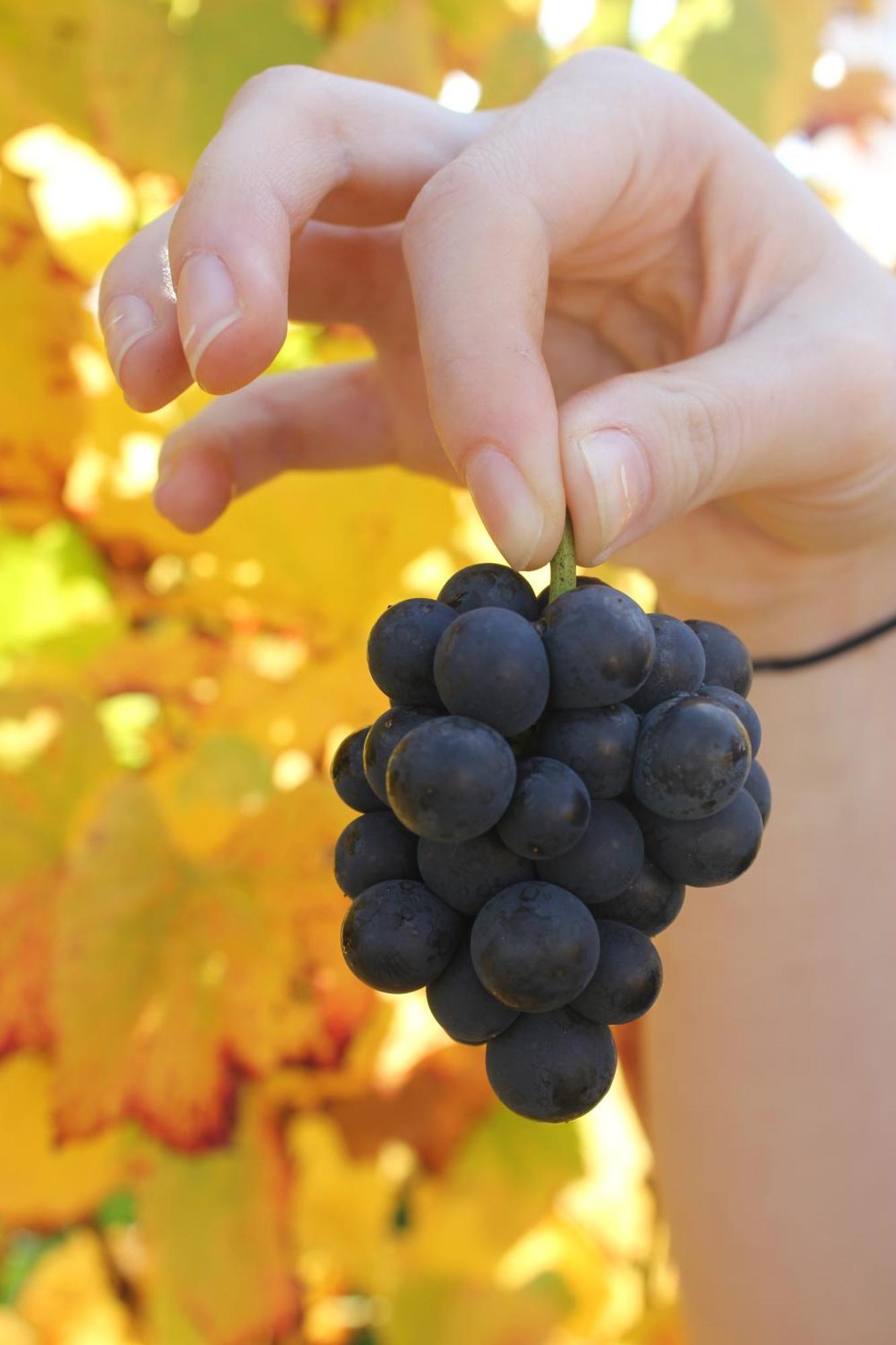 Gisborne Peak Winery Short Term Stays Zewnętrze zdjęcie
