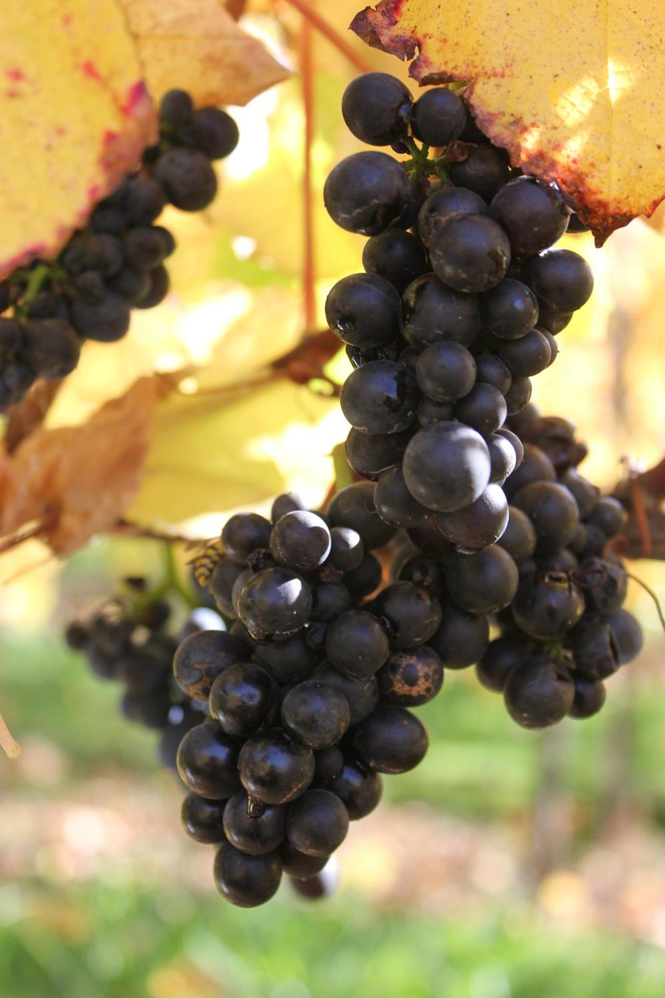Gisborne Peak Winery Short Term Stays Zewnętrze zdjęcie