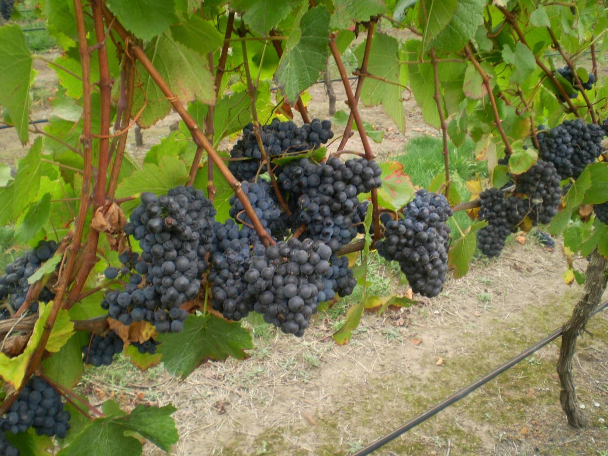 Gisborne Peak Winery Short Term Stays Zewnętrze zdjęcie