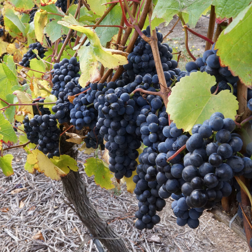 Gisborne Peak Winery Short Term Stays Zewnętrze zdjęcie